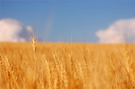 Activit&eacute;s, produits du terroir, cuisine r&eacute;gionale et h&ocirc;tels de luxe dans la r&eacute;gion touristique du Centre-du-Qu&eacute;bec